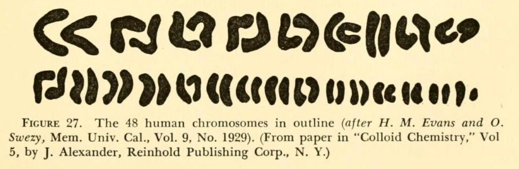 black and white book illustration of chromosome pairs