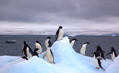 A group of about 14 Adelie penguins on an iceberg in Antarctica