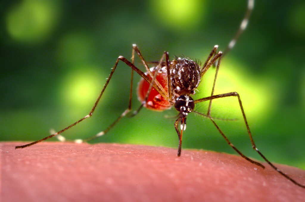 Photo of mosquito feeding