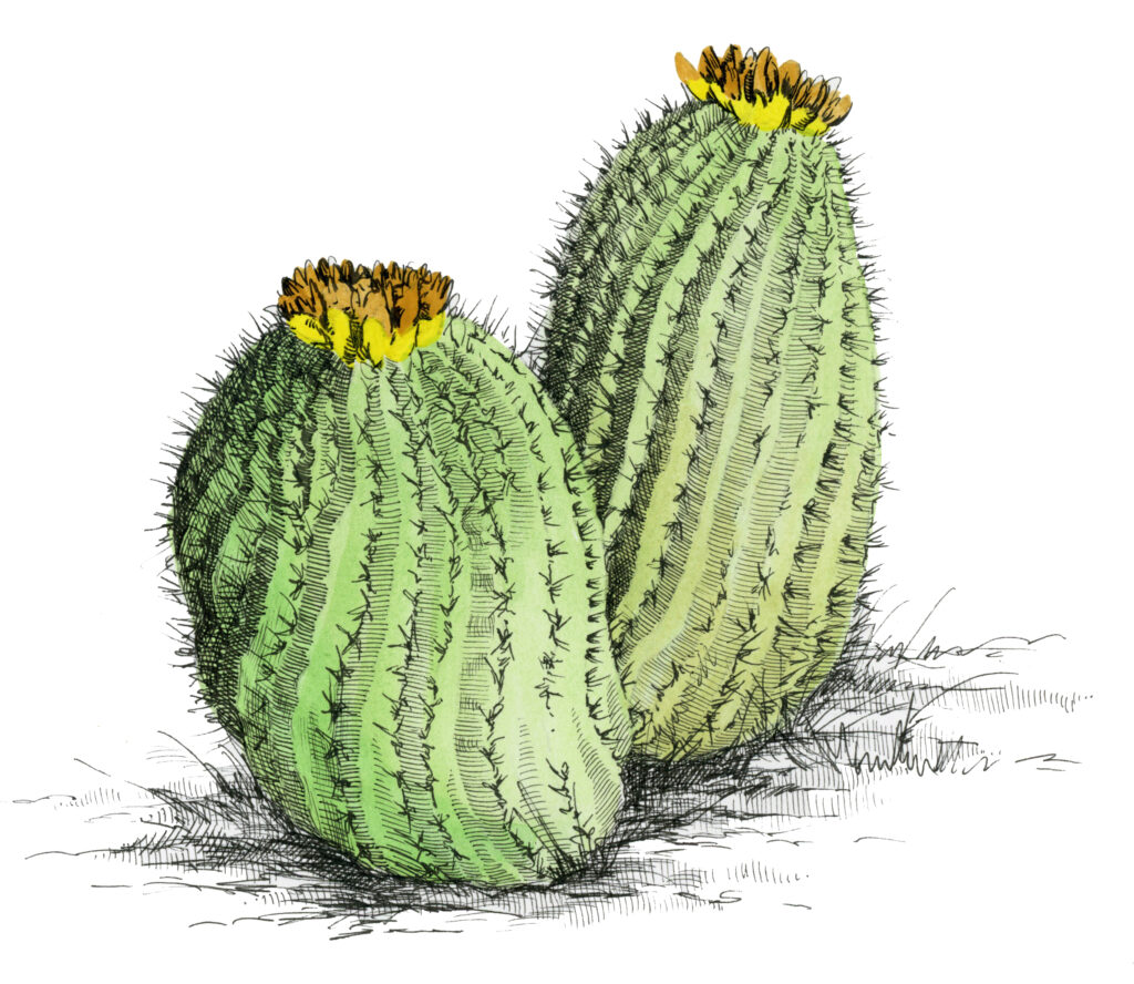 Color illustration of barrel cactus in bloom