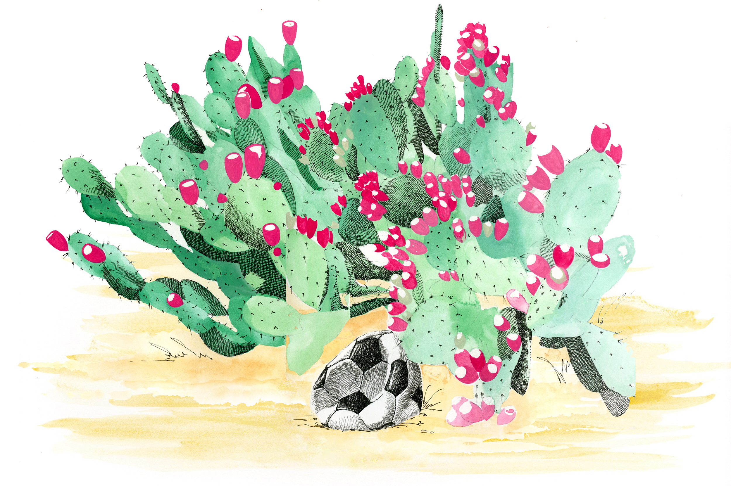 Color illustration of a prickly pear cactus in bloom with a deflated soccer ball