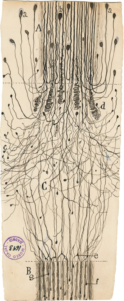 Long, detailed histology illustration