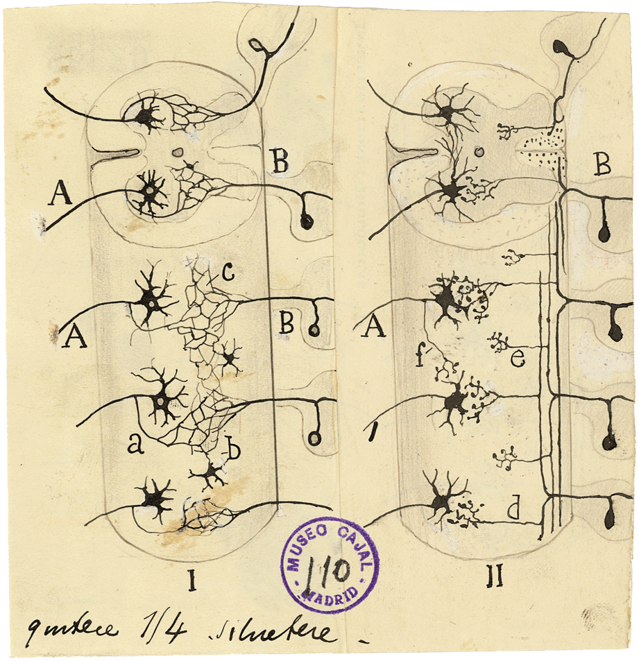 Comparative histology illustration