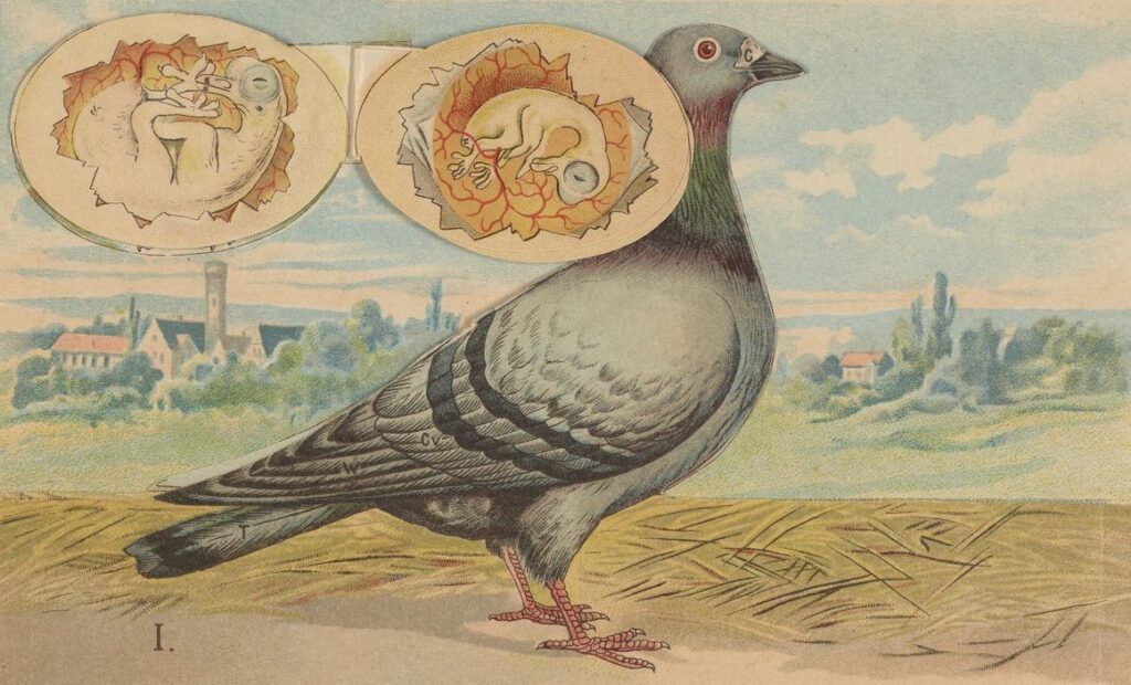 illustration of a pigeon