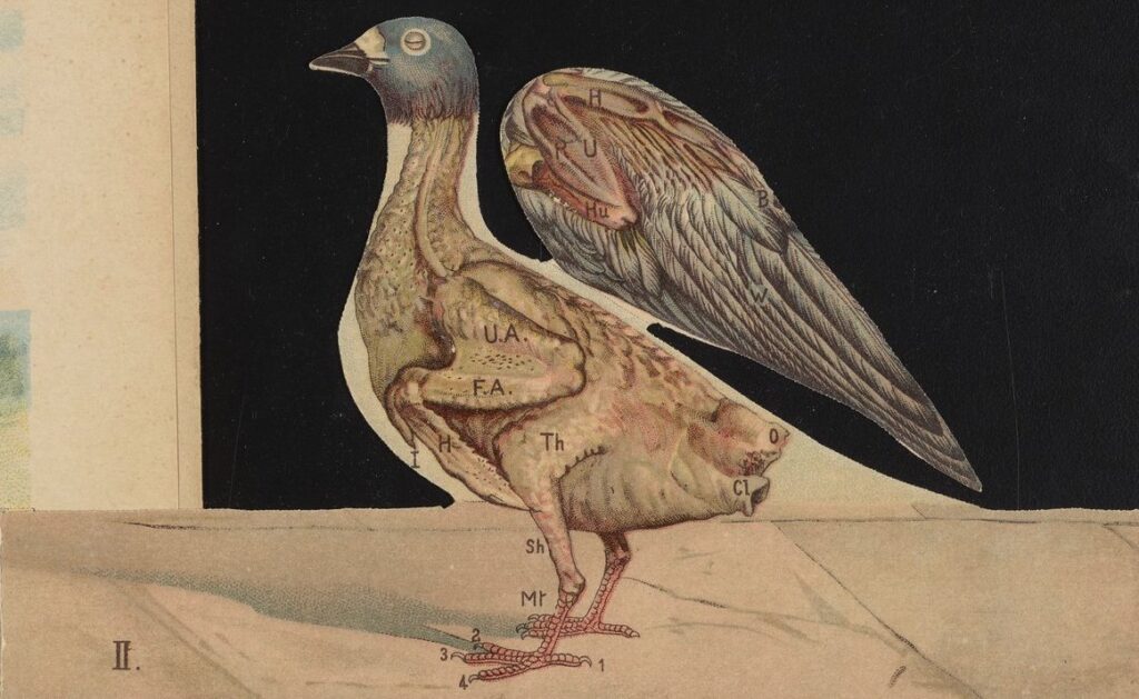 illustration of a pigeon