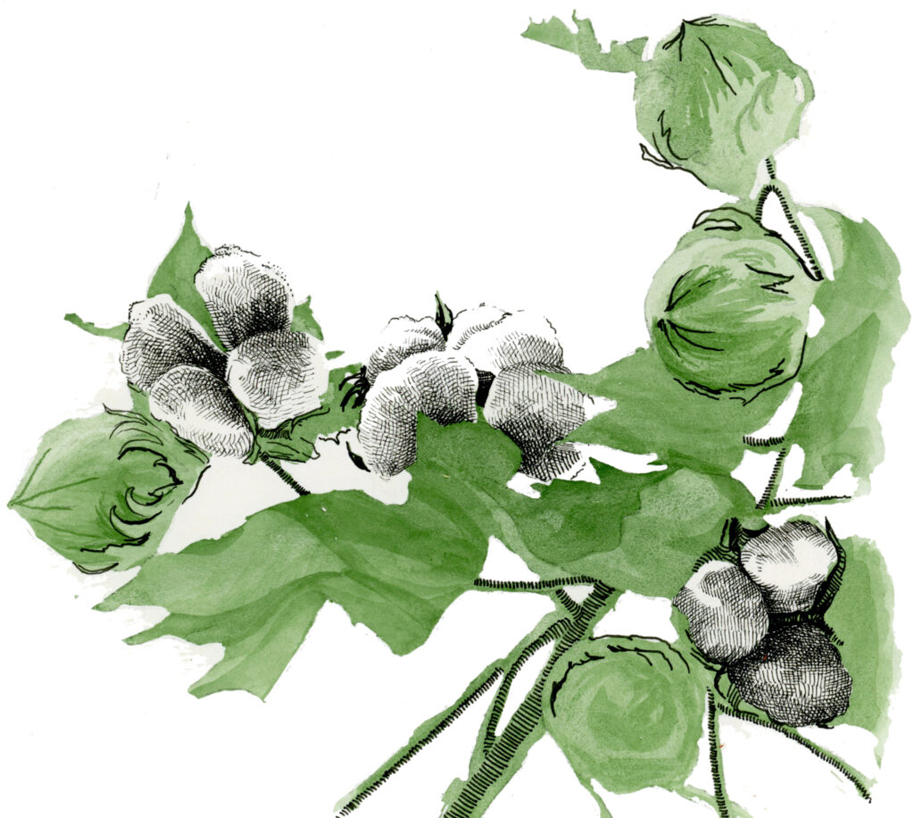 Color illustration of a cotton branch