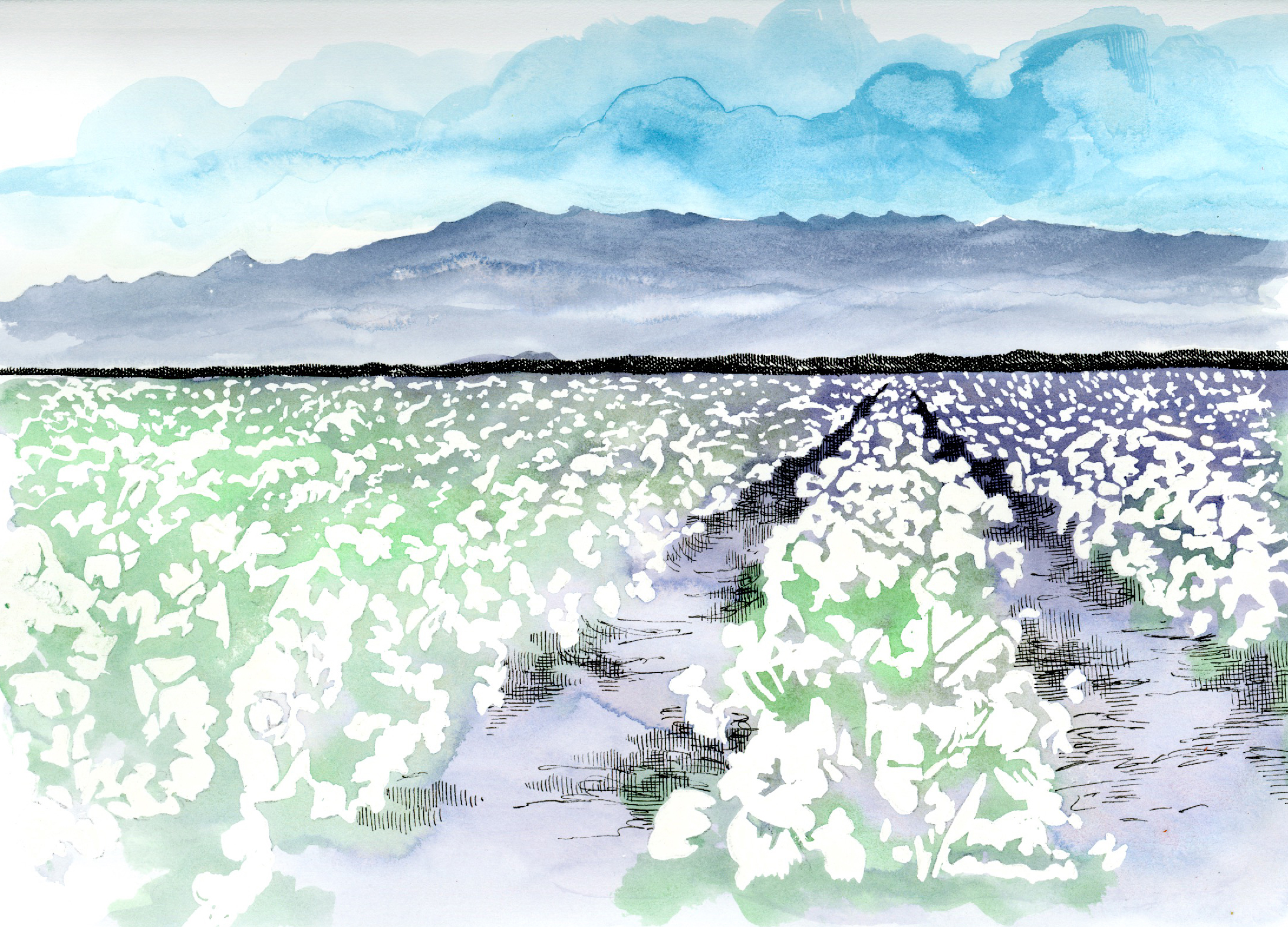 Color illustration of a cotton field