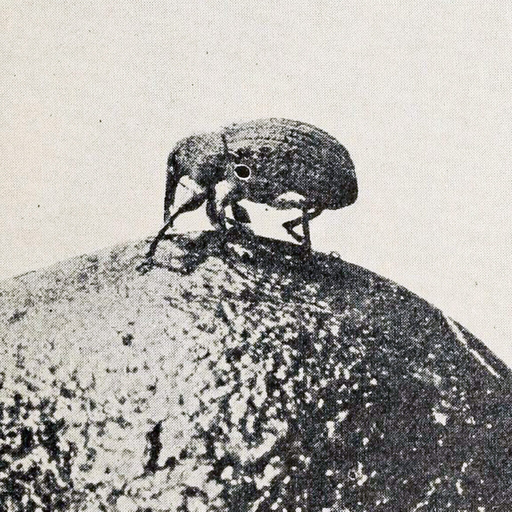 Close-up black and white photo of an insect on a plant surface