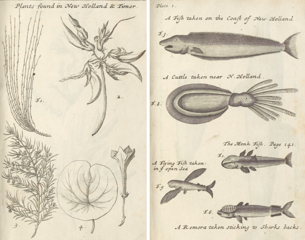 Illustrations of vegetation and fish