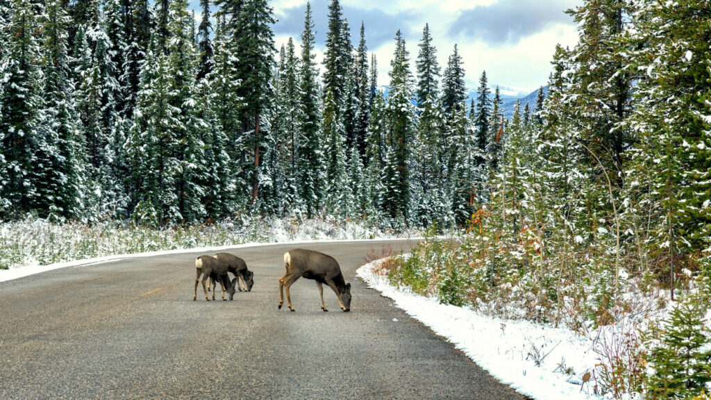 Color photo of deer on snowy mountain road