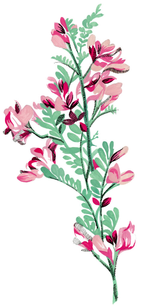 Color illustration of an ironwood branch in bloom