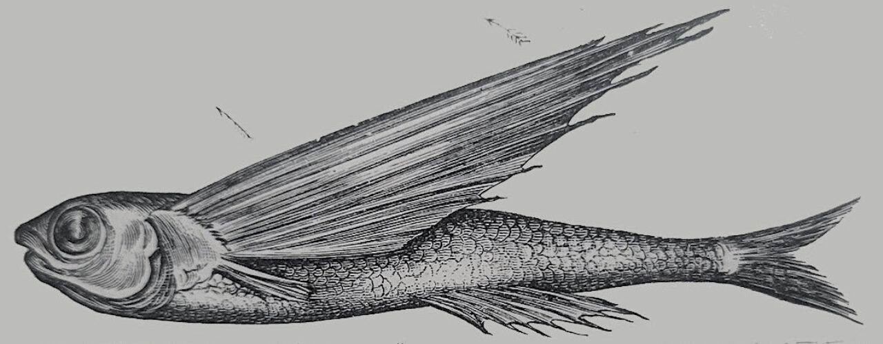 An illustration of a side view of a fish with wings