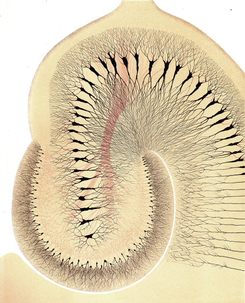 Color histology illustration