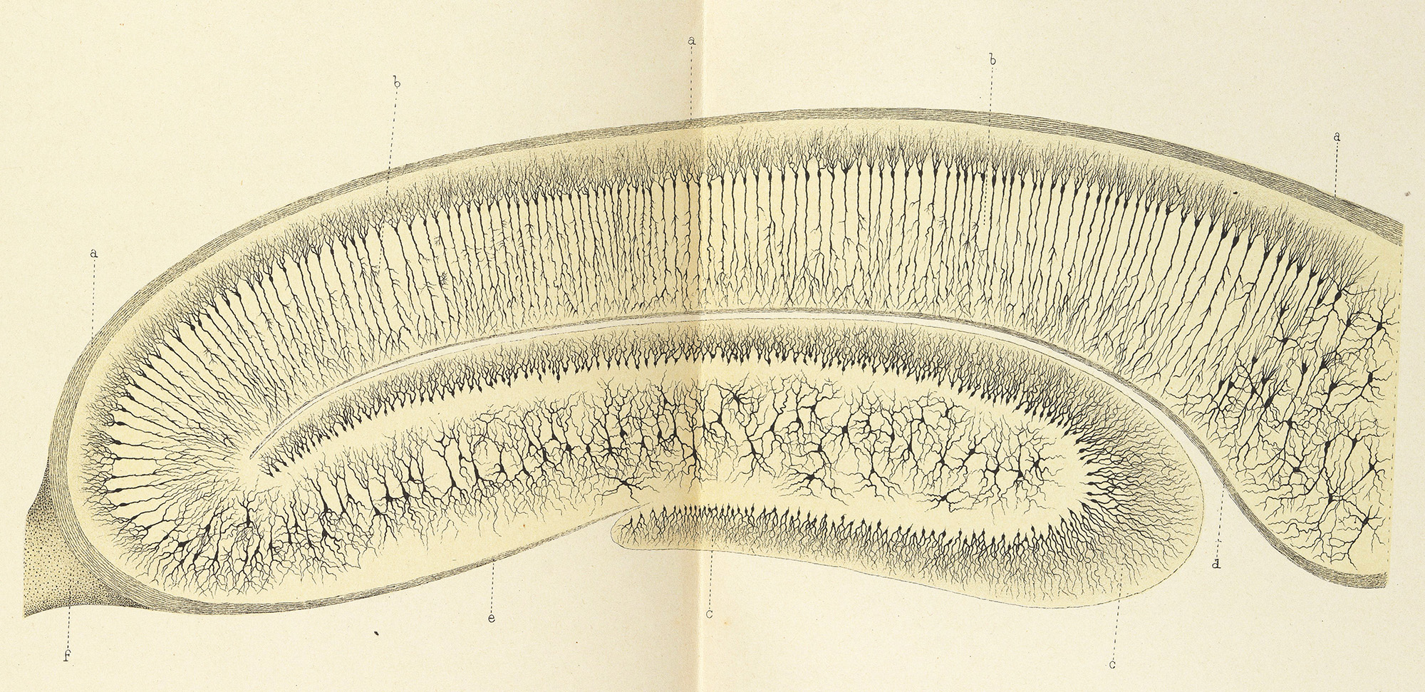 Detailed illustration of a histology slide showing nerves