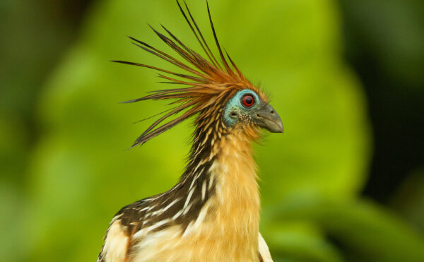 Color photograph of a colorful bird