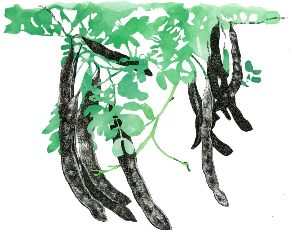 Color illustration of legume pods hanging from branches