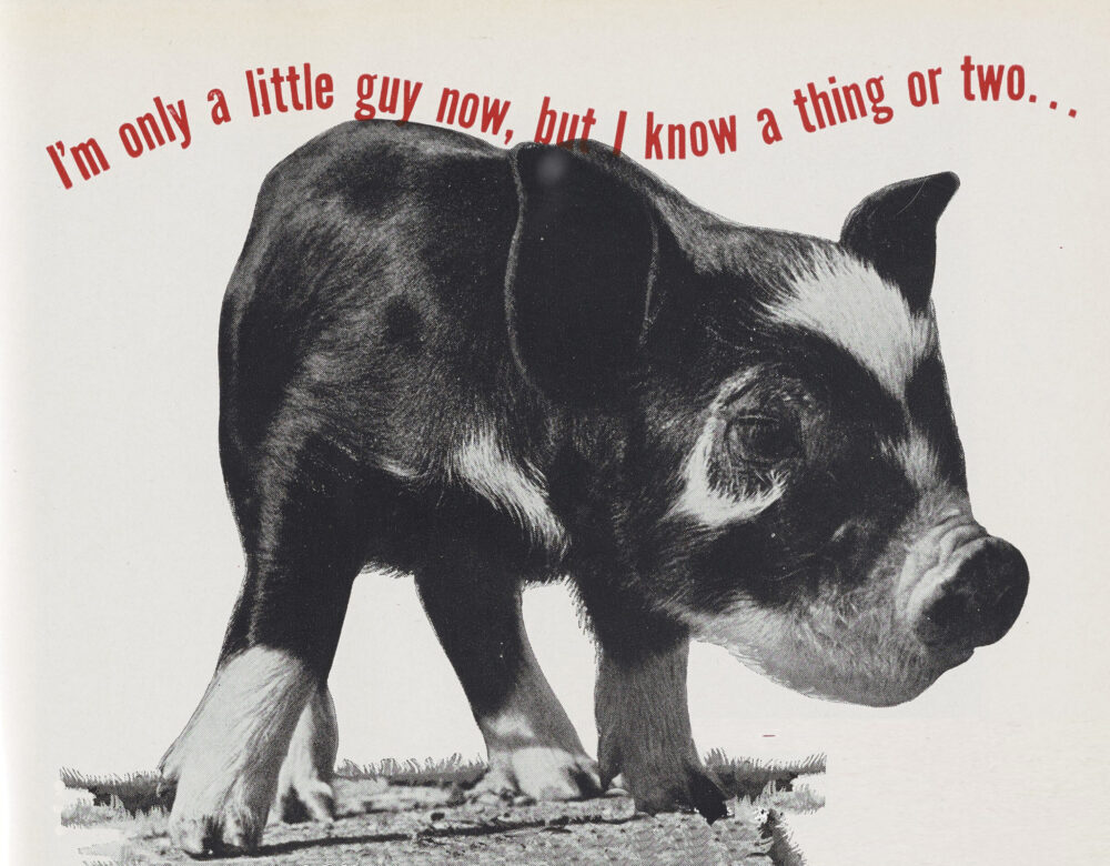 advertisement with a piglet and the message, "I'm only a little guy now, but I know a thing or two."