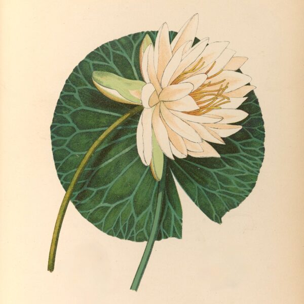 illustration of a flower