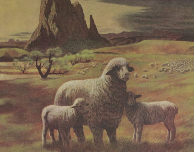 Illustration of sheep in a meadow