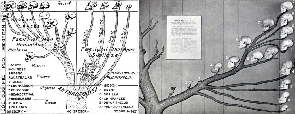 composite image of a diagram and a 3D wall installation showing evolutionary branches with skulls