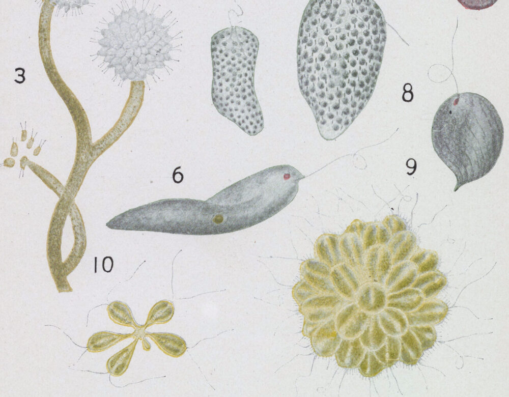 book illustration of protozoa