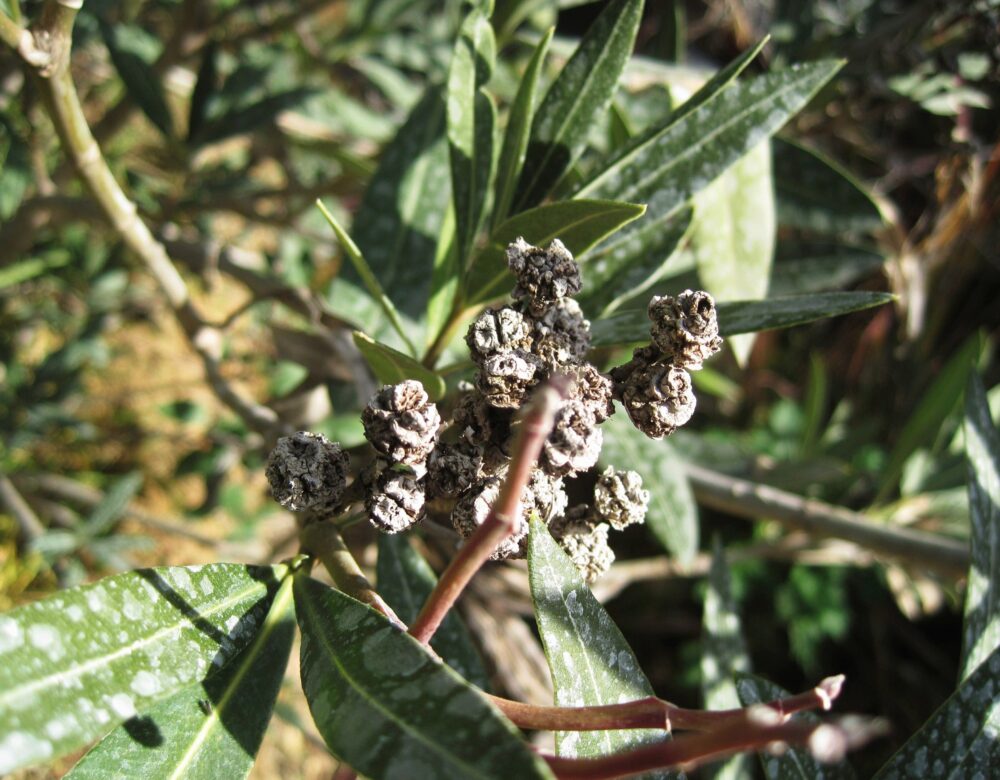 Bundle of bacteria on Oleander plant