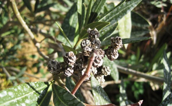 Bundle of bacteria on Oleander plant