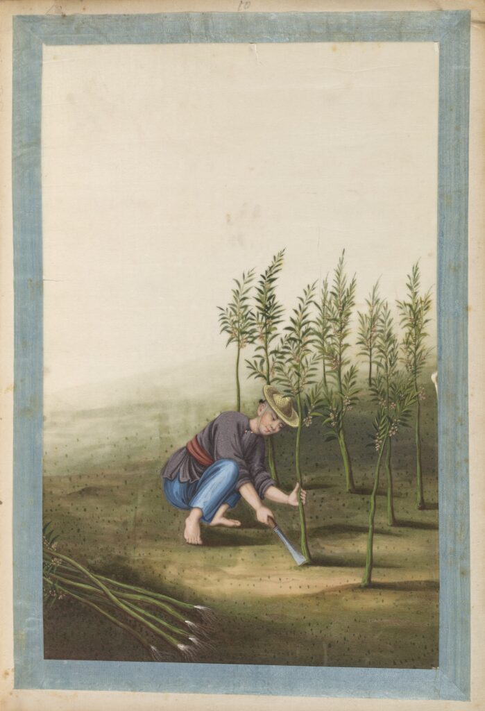 man harvesting ramie