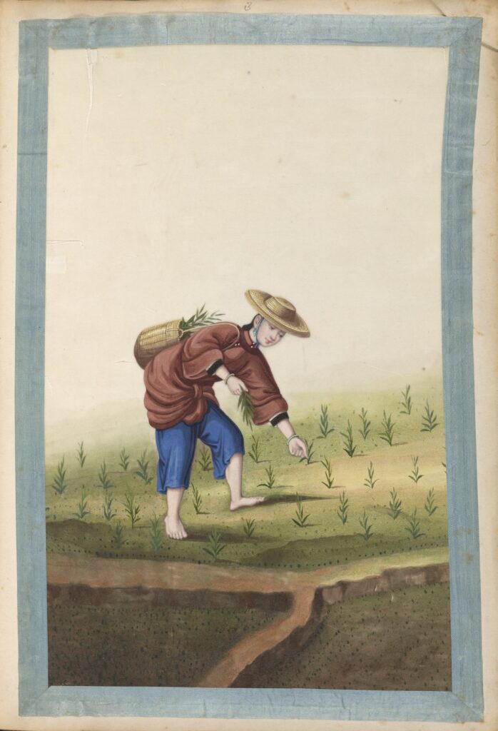 woman planting ramie