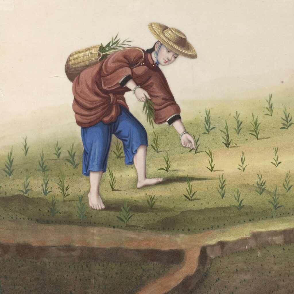 woman planting ramie