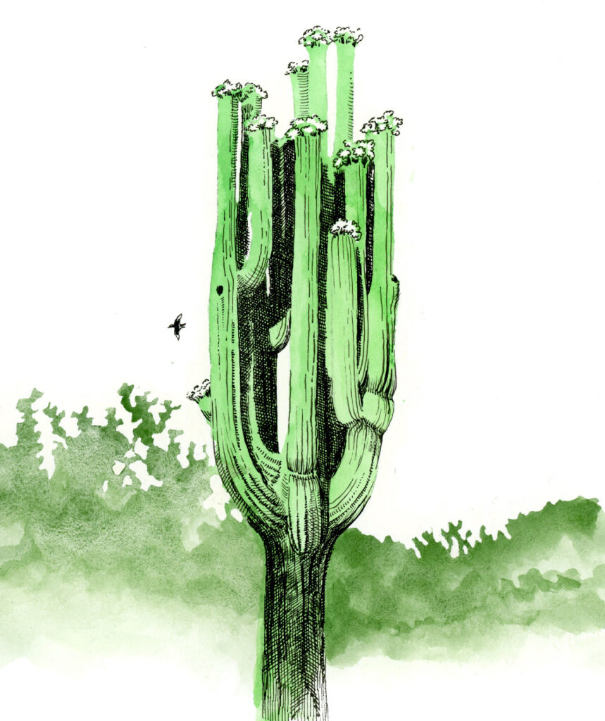 Color illustration of a saguaro cactus with blooms, a bird flying in the background