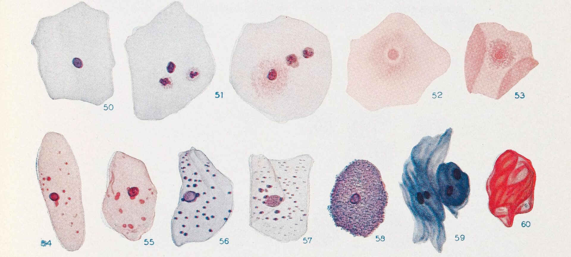 Color plate showing a collection of histology illustrations