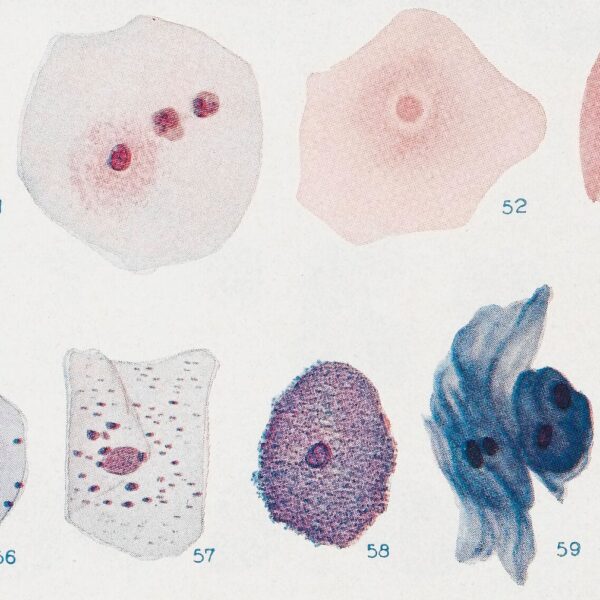 Color plate showing a collection of histology illustrations