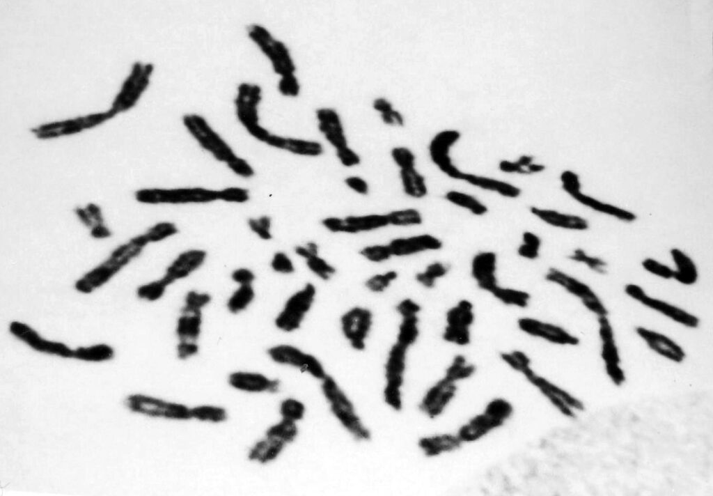 Black and white photo of chromosome groupings