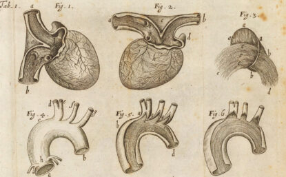 Illustrations of the human heart and blood vessels