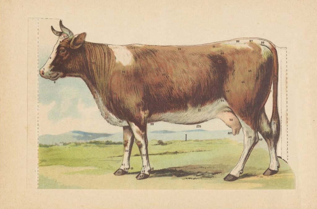 illustration of a cow