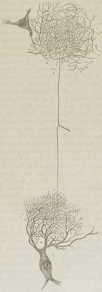 Black and white illustration of two connected nerve cellss