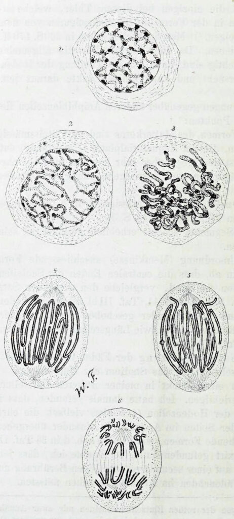 Line illustration of cell nuclei