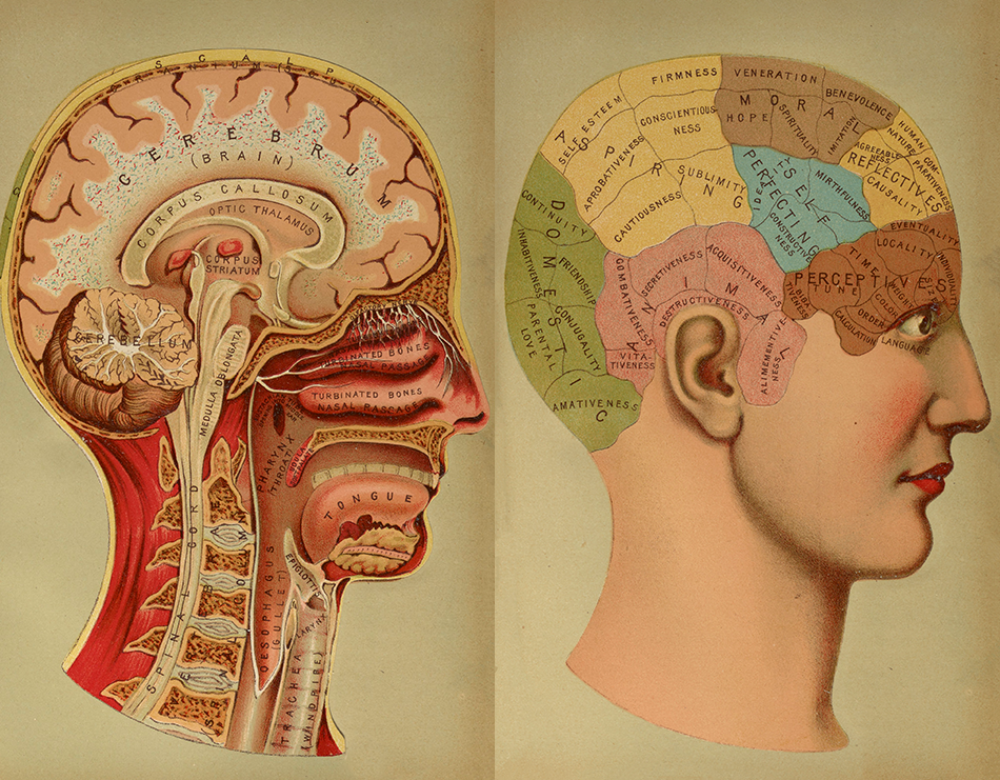 anatomical diagram of the human head and brain